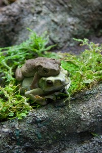 Frog stacking