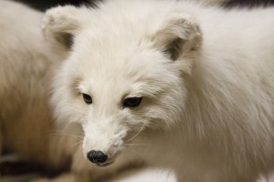 Arctic Fox