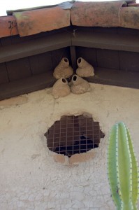 Swallow nests