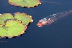 Koi pond