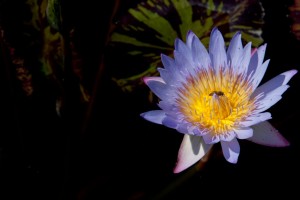 Flower and bee