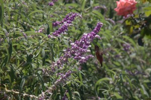 Hummingbird