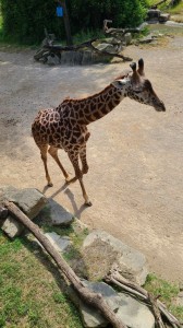 Giraffe