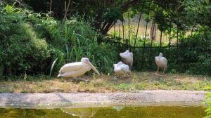 Pelicans