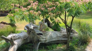 Pelicans