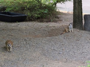 Meerkats