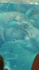 Hippo