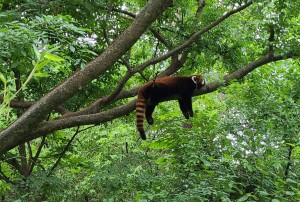 Red panda taking a snooze