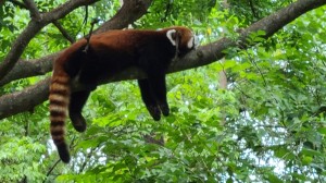 Red panda taking a snooze