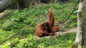 Orangutan