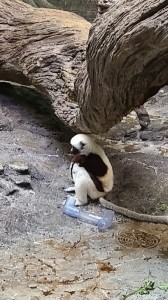 Sifaka (photo by Daniel)