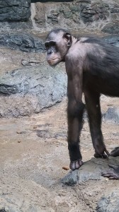 Bonobo