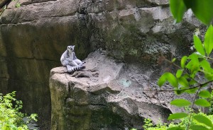 Lemur