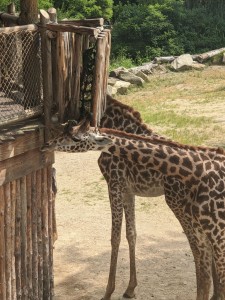 Giraffes (photo by Daniel)