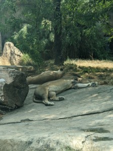 Sleepy lions (photo by Daniel)