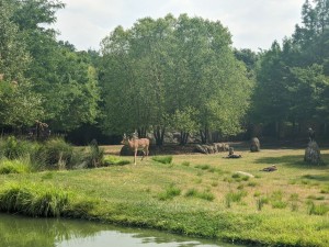 Antelope (photo by Daniel)