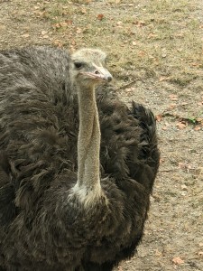 Ostrich (photo by Daniel)