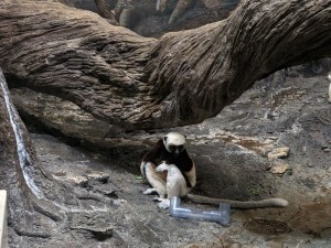 Sifaka (photo by Daniel)