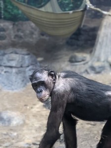 Bonobo (photo by Daniel)