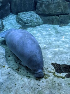 Manatee (photo by Daniel)