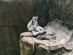 Lemur (photo by Daniel)