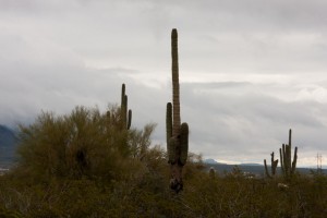 Saguaro