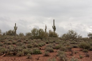 More saguaro