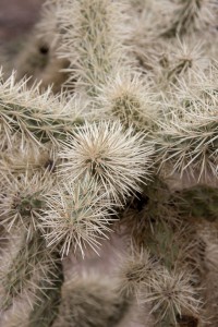 Cactus close up