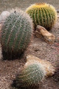 More cactus