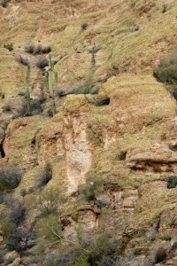 Cactus on a cliff