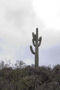 Saguaro