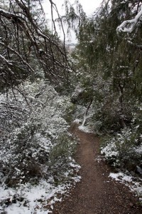 Snowy trail