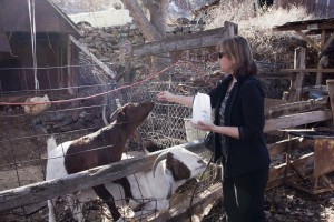 Feeding the goats