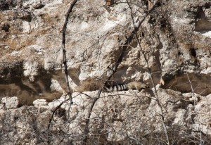 Miner's Cat chasing a critter