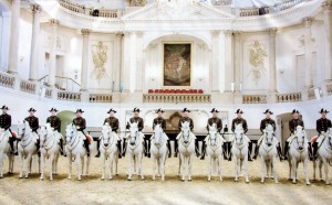 Lipezanner Stallions (photo of a photo)