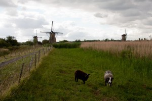 Kinderdijk windmills and sheep