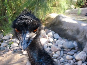 Angry emu