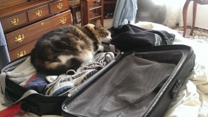 Packing - Tyke tries to stowaway