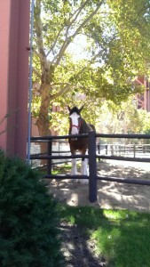 Clydesdale pony