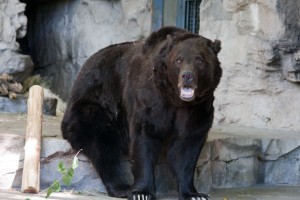 Bear