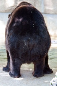 Bear butt