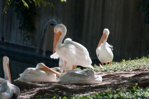 Pelicans