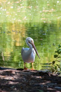 Pelican