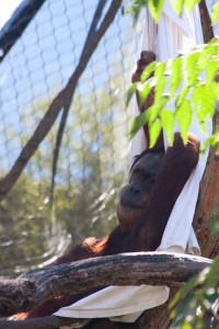 Orangutan