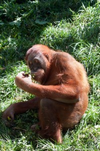 Orangutan