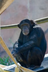 Chimpanzee