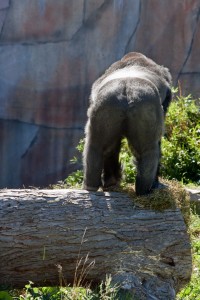 Gorilla butt