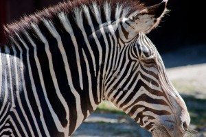 Zebra close up