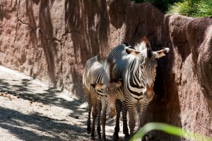 Zebra and baby