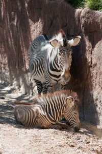 Zebra and baby